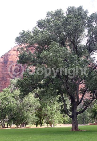 Yellow blooms; Deciduous; Broadleaf; North American Native