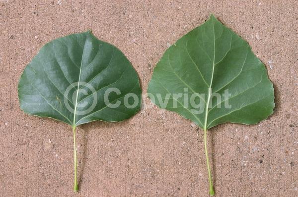 Yellow blooms; Deciduous; Broadleaf; North American Native