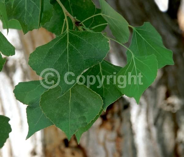 Yellow blooms; Deciduous; Broadleaf; North American Native