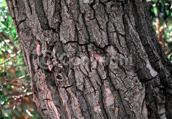 Yellow blooms; Deciduous; Broadleaf; North American Native