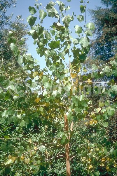Yellow blooms; Deciduous; Broadleaf; North American Native