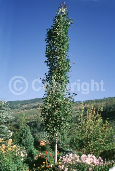 Yellow blooms; Deciduous; Broadleaf; North American Native