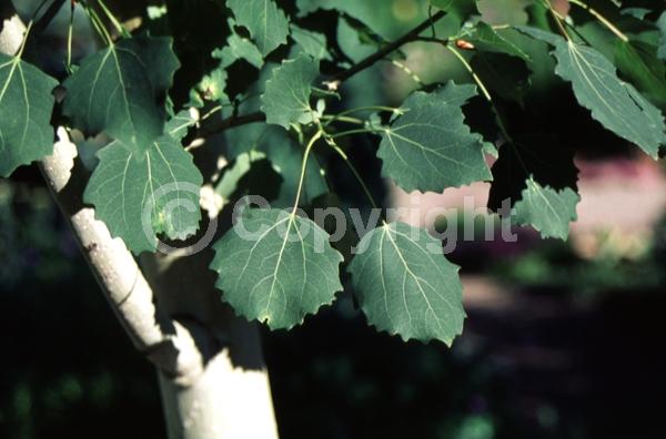Yellow blooms; Deciduous; Broadleaf; North American Native