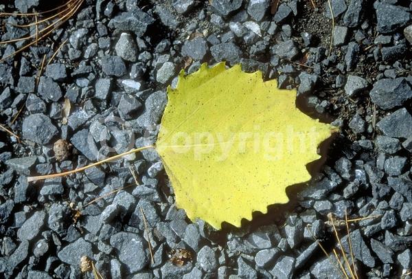 Yellow blooms; Deciduous; Broadleaf; North American Native