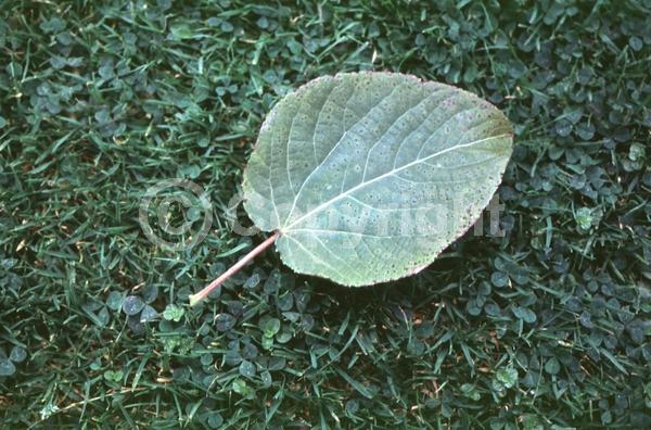 Yellow blooms; Deciduous; Broadleaf