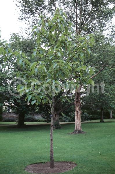 Yellow blooms; Deciduous; Broadleaf