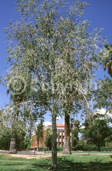 Yellow blooms; Deciduous; Broadleaf
