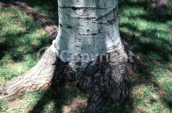 Yellow blooms; Deciduous; Broadleaf