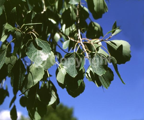 Yellow blooms; Deciduous; Broadleaf