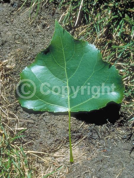 Red blooms; Deciduous; Broadleaf