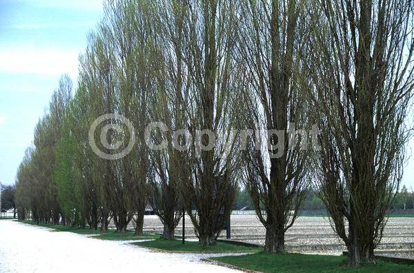 Red blooms; Deciduous; Broadleaf