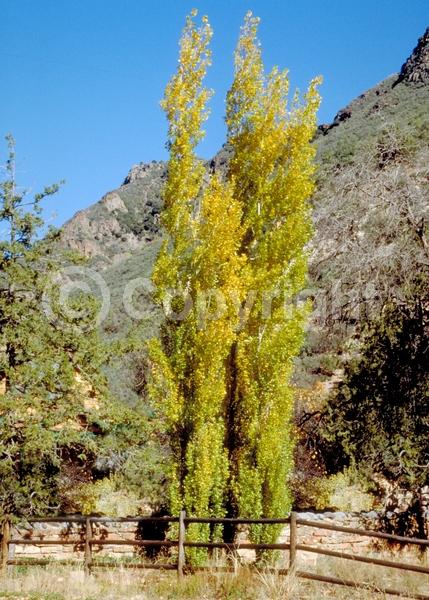 Red blooms; Deciduous; Broadleaf