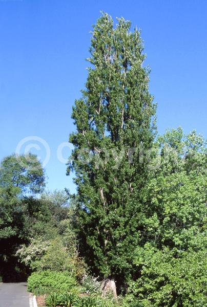 Red blooms; Deciduous; Broadleaf