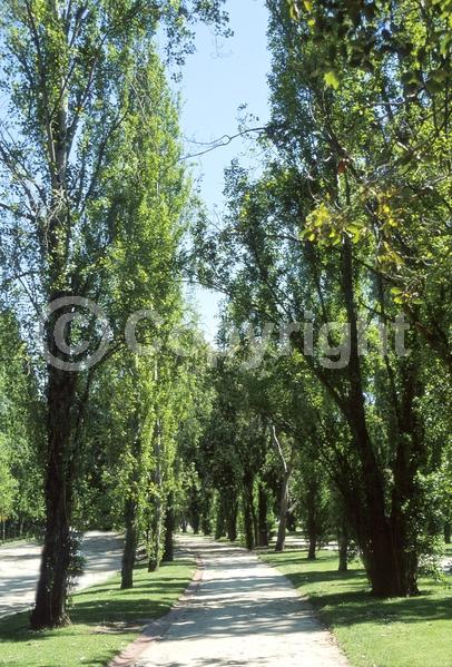 Red blooms; Deciduous; Broadleaf