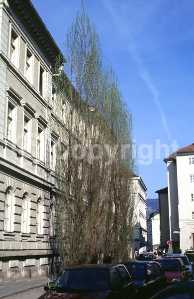 Red blooms; Deciduous; Broadleaf