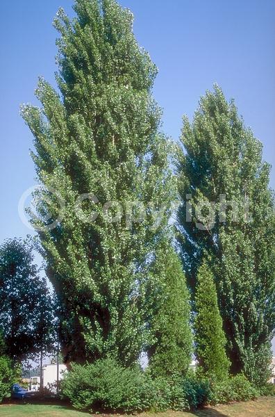 Red blooms; Deciduous; Broadleaf