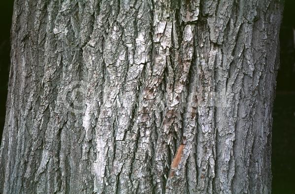Yellow blooms; Deciduous; Broadleaf