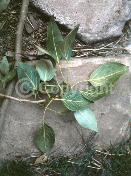 Yellow blooms; Deciduous; Broadleaf