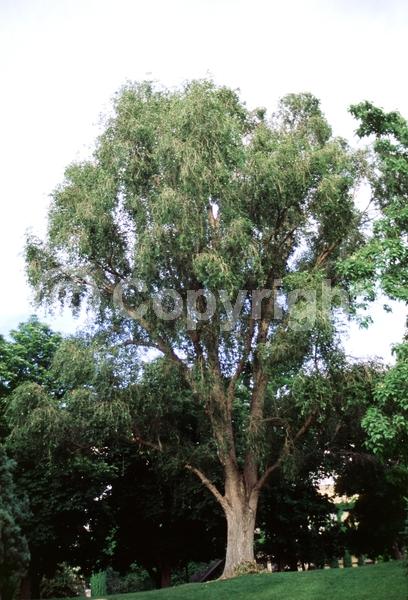 Yellow blooms; Deciduous; Broadleaf