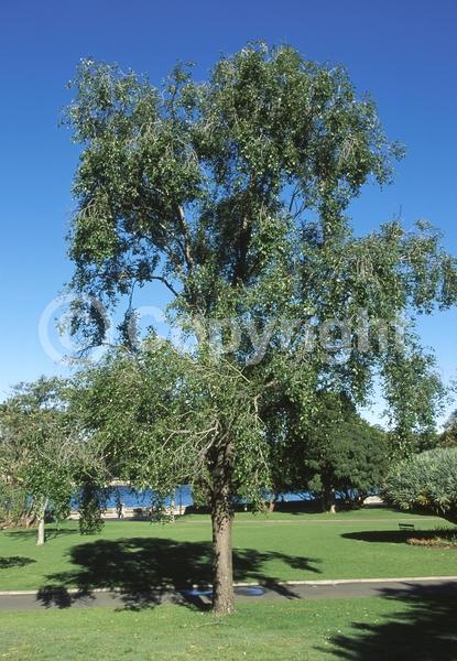 Yellow blooms; Deciduous; Broadleaf