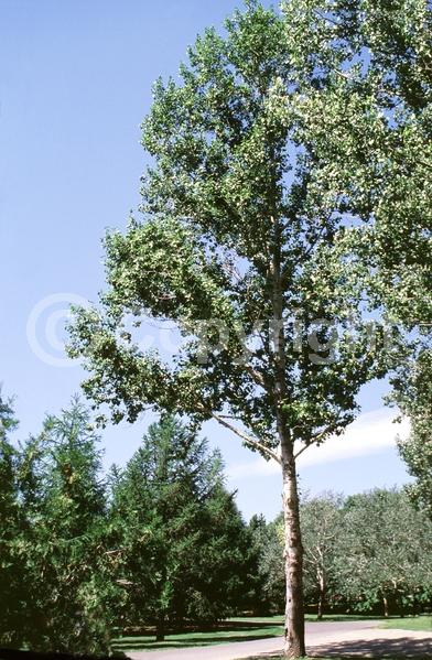 Yellow blooms; Deciduous; Broadleaf