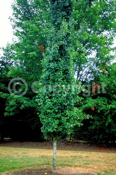 Yellow blooms; Deciduous; Broadleaf