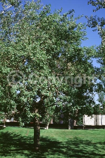 Yellow blooms; Deciduous; Broadleaf