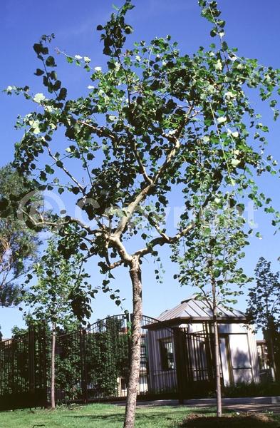 Yellow blooms; Deciduous; Broadleaf