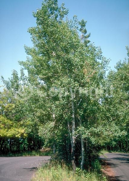 Yellow blooms; Deciduous; Broadleaf; North American Native