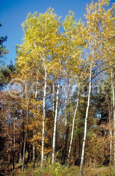 Yellow blooms; Deciduous; Broadleaf; North American Native