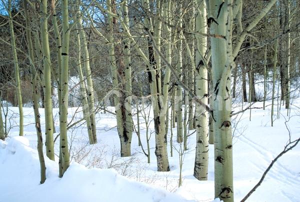 Yellow blooms; Deciduous; Broadleaf; North American Native