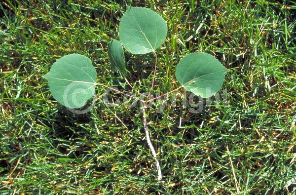 Yellow blooms; Deciduous; Broadleaf; North American Native