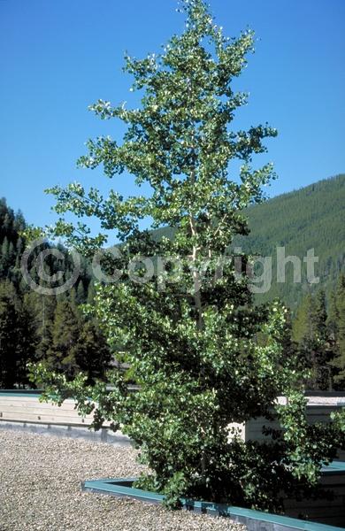 Yellow blooms; Deciduous; Broadleaf; North American Native