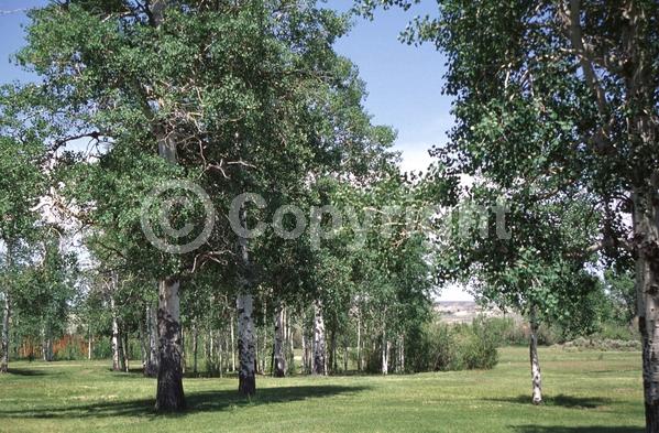 Yellow blooms; Deciduous; Broadleaf; North American Native