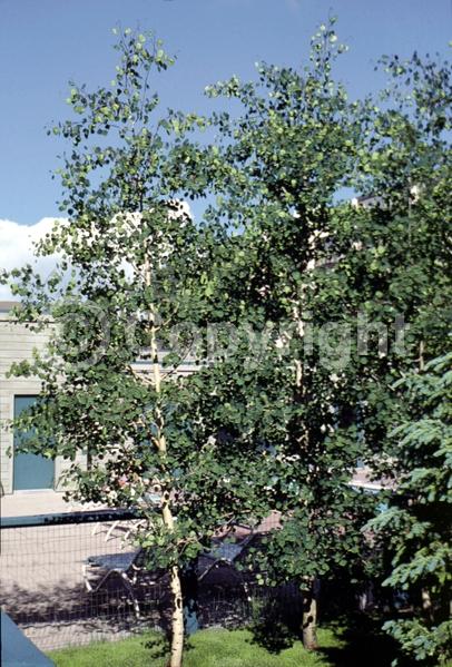 Yellow blooms; Deciduous; Broadleaf; North American Native