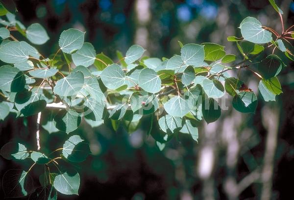 Yellow blooms; Deciduous; Broadleaf; North American Native