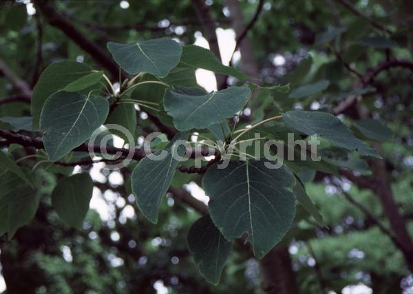 Yellow blooms; Deciduous; Broadleaf