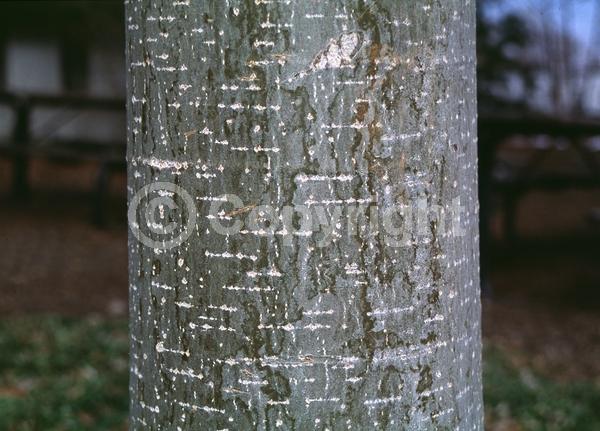 Yellow blooms; Deciduous; Broadleaf
