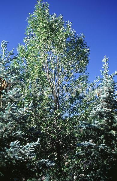 Yellow blooms; Deciduous; Broadleaf