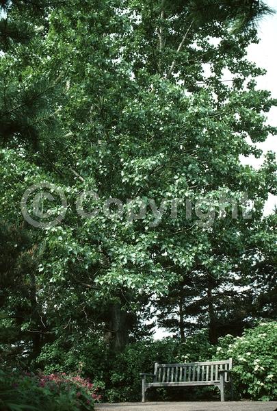 Yellow blooms; Deciduous; Broadleaf