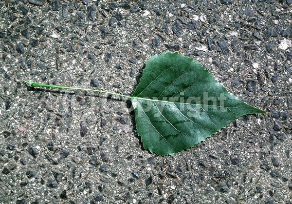 Yellow blooms; Deciduous; Broadleaf