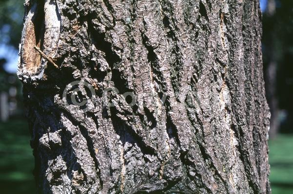 Yellow blooms; Deciduous; Broadleaf