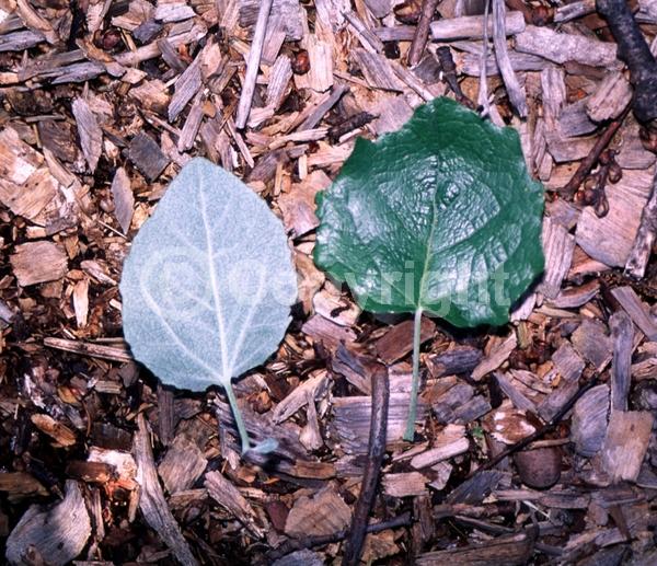 Yellow blooms; Deciduous; Broadleaf