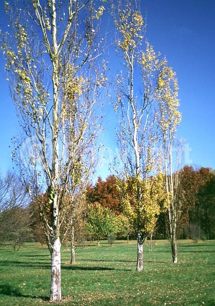 Yellow blooms; Deciduous; Broadleaf