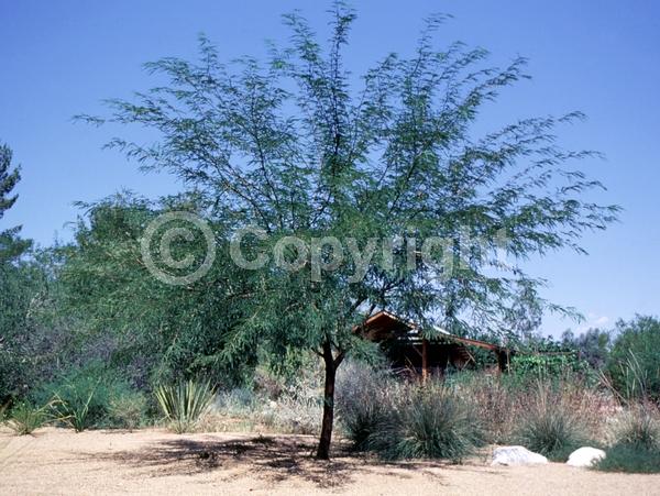 Yellow blooms; Evergreen; Semi-evergreen