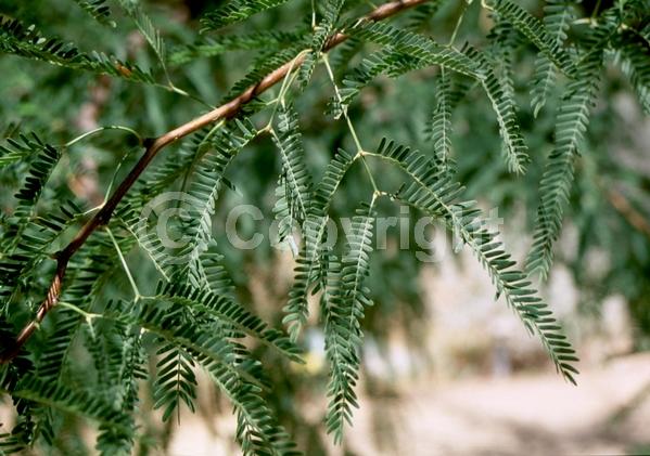 Yellow blooms; Evergreen; Semi-evergreen