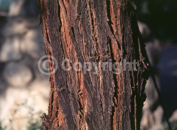 Yellow blooms; Evergreen; Semi-evergreen