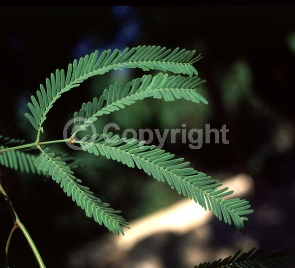 Yellow blooms; Evergreen; Semi-evergreen