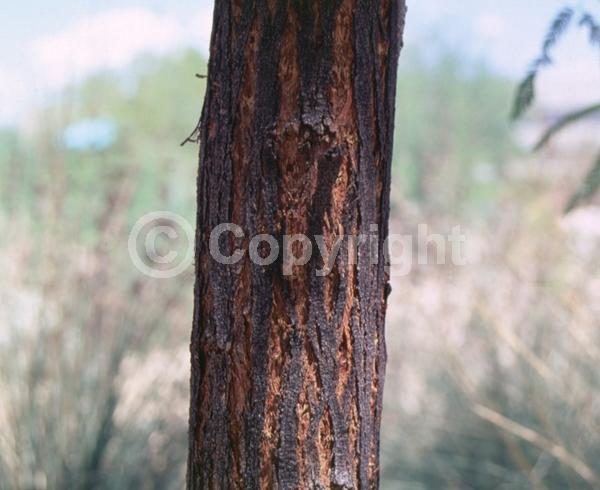 Yellow blooms; Evergreen; Semi-evergreen