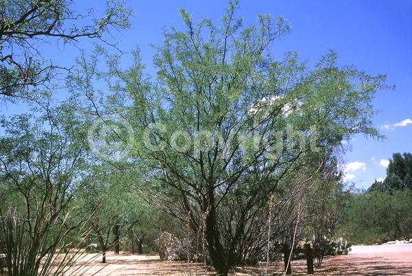 Yellow blooms; Evergreen; Semi-evergreen